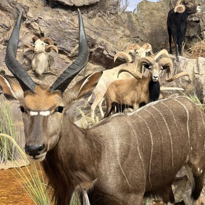 Whitetails & Wildlife Museum